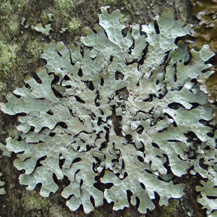 Parmelia foliose lichen by Jerzy Opioła, CC BY-SA 4.0 <https://creativecommons.org/licenses/by-sa/4.0 srcset=